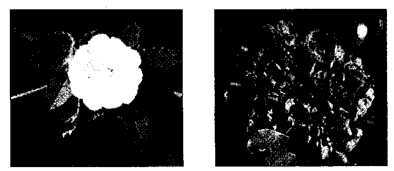 Blessed are those - 0204-1.png