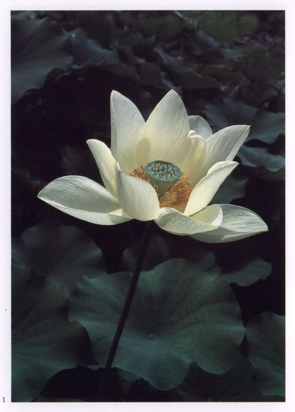 Spiritual flowers hot sale