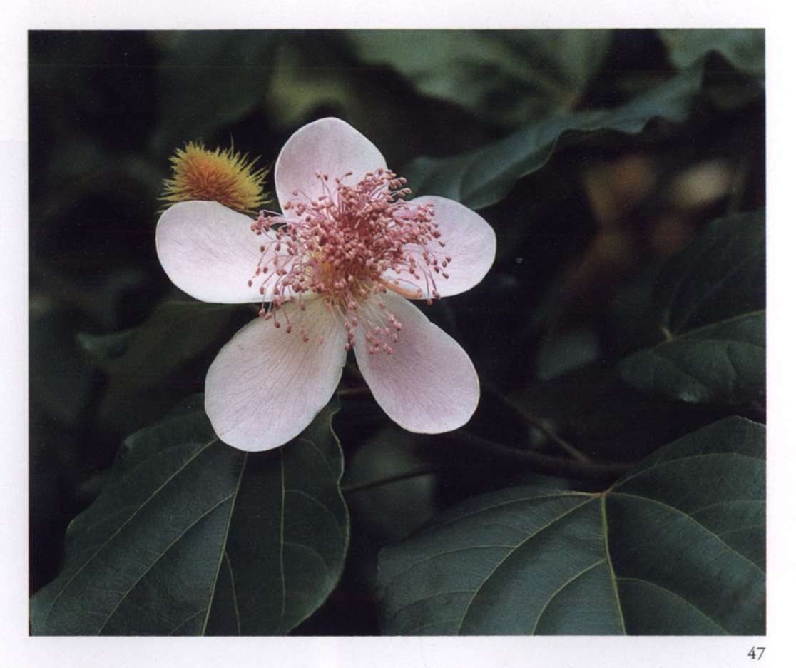 The Spiritual Significance of Flowers Book by The Mother