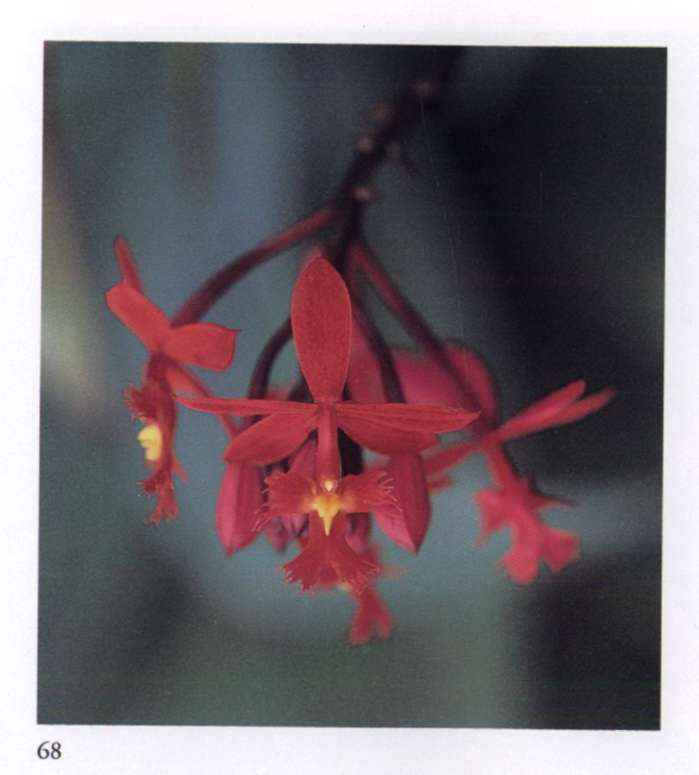 The Spiritual Significance of Flowers Book by 'The Mother'