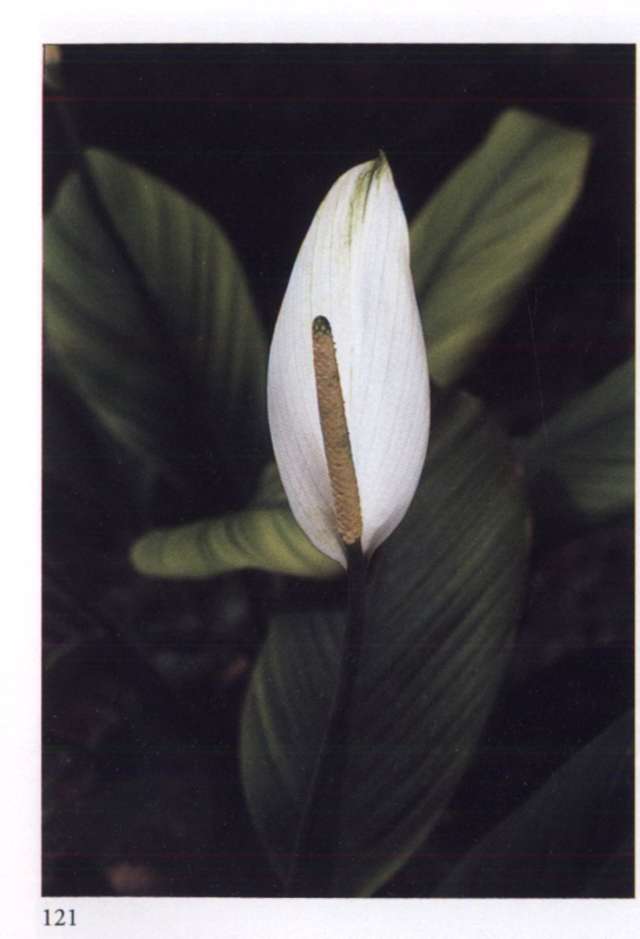 Divine all white dried arrangement - The Lush Lily - Brisbane
