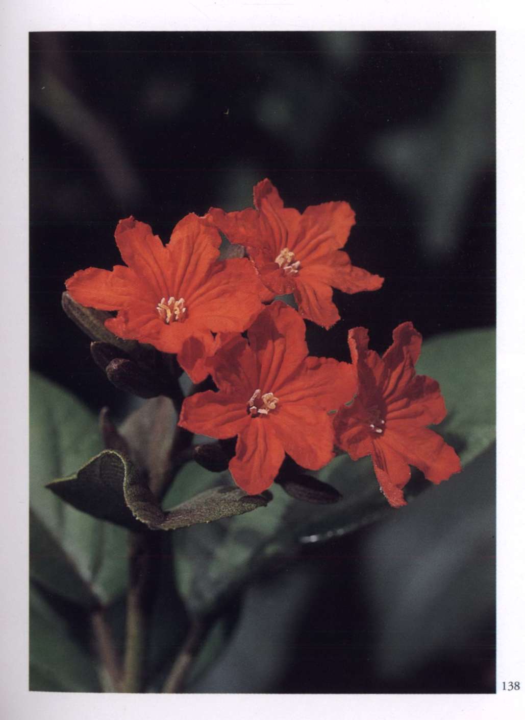 The Spiritual Significance of Flowers Book by 'The Mother'