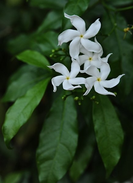 Mental Purity Spiritual Meaning Of Flower By The Mother Mental Purity Spiritual Meaning Of Flower By The Mother