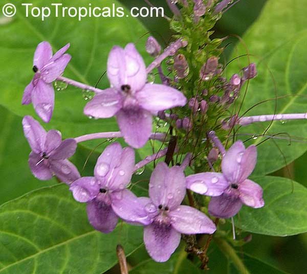 Pseuderanthemum graciflorum, Pseuderanthemum graciliflorum, Pseuderanthemum  andersonii, Blue Twilight, Blue Crossandra, Florida Twilight