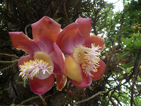 Unselfish Prosperity Spiritual Meaning Of Flower unselfish-prosperity-spiritual-meaning-of-flower
