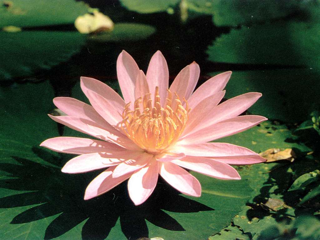 Wealth in the vital, spiritual meaning of flower, The Mother
