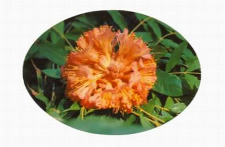 Darshan Message of 24 November 1986