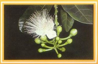 Darshan Message of 29 Februray 1996