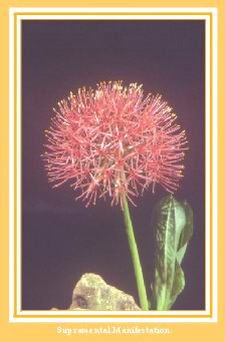 Darshan Message of 29 Februray 2000