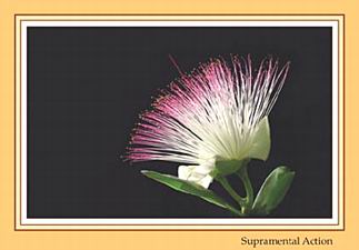 Darshan Message of 29 Februray 2004