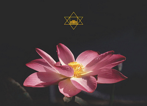 Darshan Message of 24 November 2013