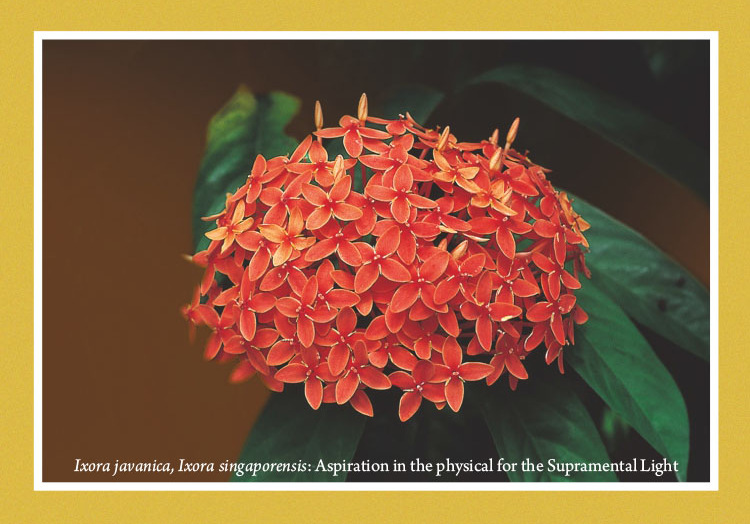 Darshan Message of 29 Februray 2016