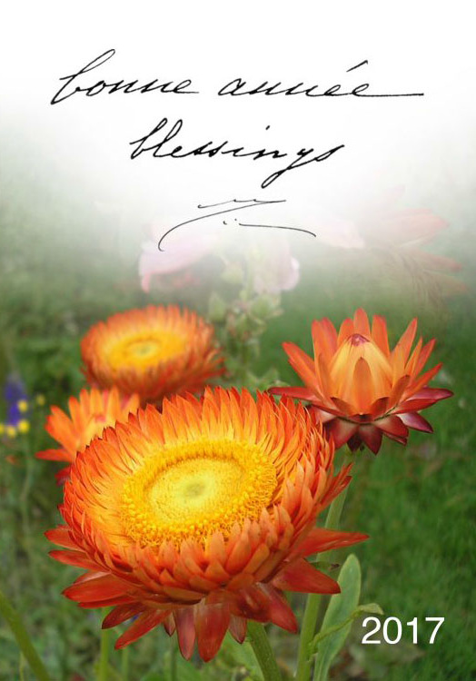 Darshan Message of 1 January 2017