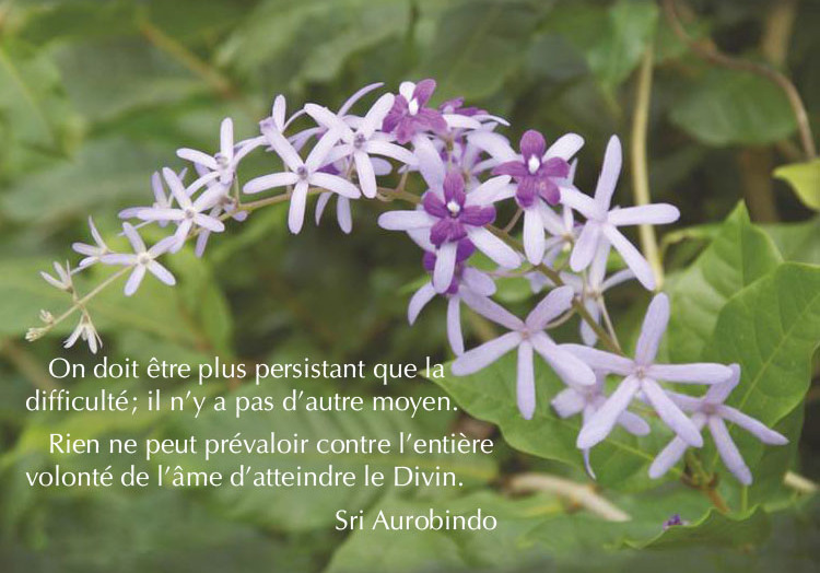 Darshan Message of 1 January 2018